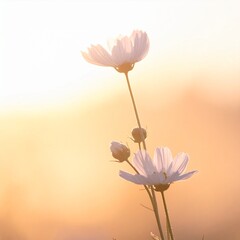 淡い光に包まれた繊細な野花の風景
