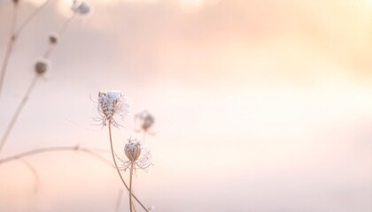 淡い光に包まれた繊細な野花の風景
