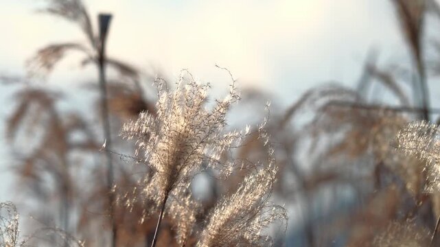 Backlit Silver Grass Swaying in Autumn Breeze with Mountain Landscape in Japan