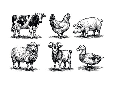 Animals meet types ink illustrations set, hand drawn illustrations of cow, chicken, pig, sheep, goat and duck.