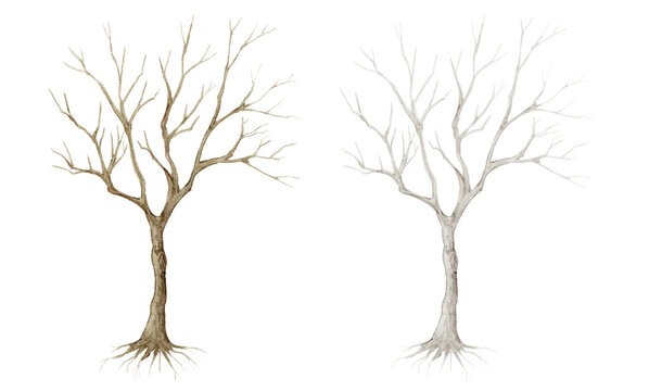 Watercolor dead tree and bare branches set. Hand-painted leafless winter trees with roots for nature and landscape design.-300dpi-
