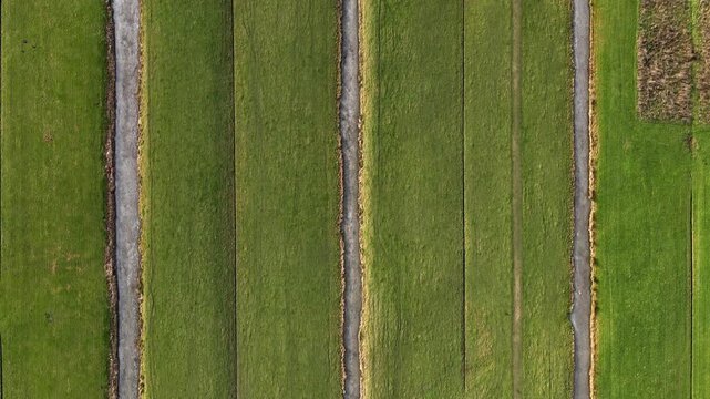 Aerial view of vibrant green fields divided by narrow canals, creating a stark contrast of textures and tones across the landscape, Delft, South Holland, Netherlands.