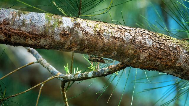 A cicada crouched on the trunk of a long-needle pine tree. Malaysia, Borneo