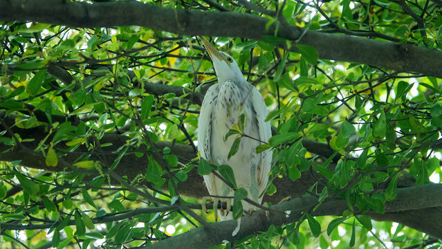 Young Intermediate egret (Egretta intermedia) at the age of several months. Borneo Island