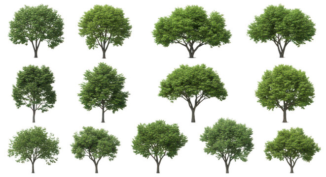 A diverse collection of vibrant green trees with lush foliage isolated on a black background