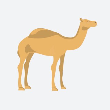 camel flat design animal animation