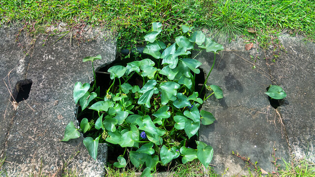 Common water hyacinth grows and clogs drainage systems, drains and pipes??"a water plague. Borneo Island, Malaysia