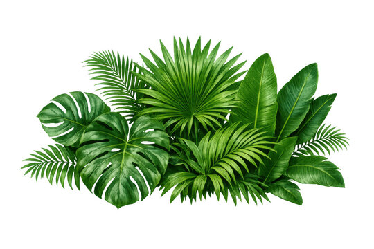 Tropical leaves forming a lush foliage, ideal for summer, nature, and organic designs on a transparent background