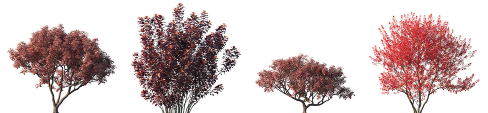 Set of autumn Cotinus coggygria and Cotinus grace frontal street trees isolated png in sunny daylight on a transparent background perfectly cutout