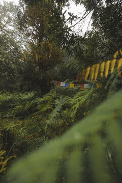 View of prayer flags fluttering amidst the lush green vegetation, a vibrant splash of color against the dark forest backdrop, Lampelri, Thimphu, Bhutan.