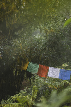 View of vibrant prayer flags flutter amidst the dense, green foliage, a splash of color against the muted tones of the forest floor, Lampelri, Thimphu, Bhutan.