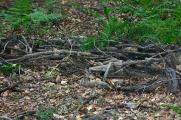 Obraz premium A loose pile of fallen branches lies on a forest floor, mixed with leaves and twigs, surrounded by ferns and trees, showing natural decay rather than human purpose nearby forested.