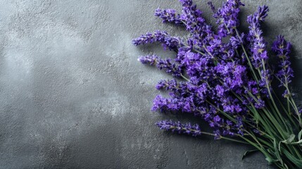 Fototapeta premium Fresh lavender bouquet on gray concrete background: aromatic and calming.
