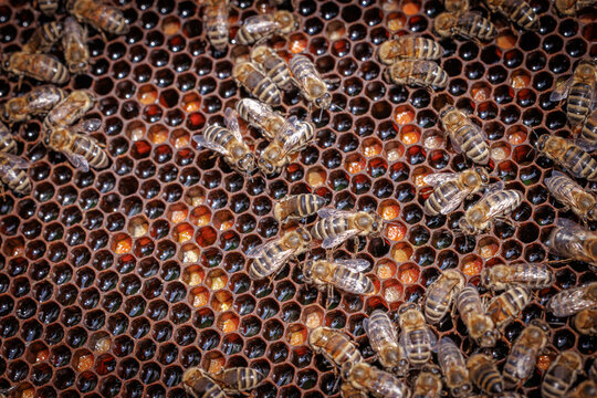 Honey Bees working on honeycomb close-up shot.