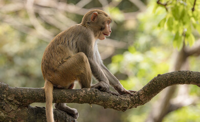 Naklejka premium Macaques in nature. Macaques constitute a genus (Macaca) of gregarious monkeys.