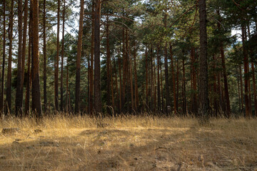 Obraz premium Dense pine forest silhouette with sunlit clearing and dramatic sky