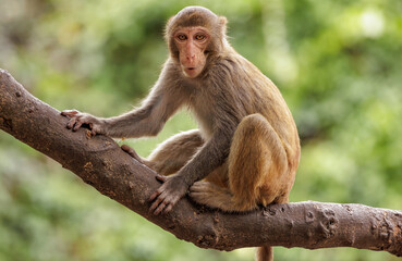 Naklejka premium Macaques in nature. Macaques constitute a genus (Macaca) of gregarious monkeys.