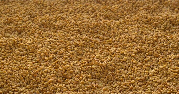 Fenugreek (methi) seeds make a sliding abstract food texture.