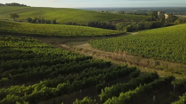 Aerial view of vineyards with rows and rows of lush green vegetation, creating a textured landscape under a soft, diffused light, Langoiran, Nouvelle-Aquitaine, France.