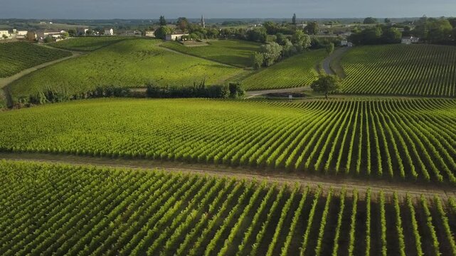 Aerial view of lush green vineyards in Chateau de Langoiran, with rows of vines creating a textured pattern across the landscape, Langoiran, Nouvelle-Aquitaine, France.