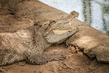 Fototapeta premium Crocodile resting on sandy riverbank with open jaws near water, showing sharp teeth and textured scales in tropical wildlife environment