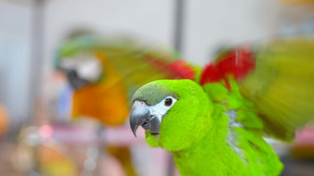 Chestnut-fronted Macaw parrot free flying bird.
