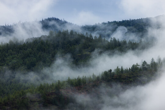 View of misty mountains cloaked in ethereal clouds, with evergreens piercing through the soft fog in Paro, Bhutan, creating a serene landscape, Paro, Bhutan.