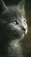 Fototapeta premium baby kitten modern emotional advertising portrait