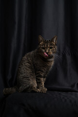 A cute domestic cat sticks out its tongue against a black background.
