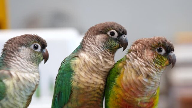 green cheek conure parrot free flying bird .