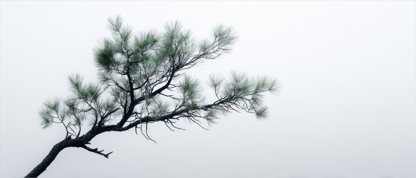 Minimalist Rocky Mountain Landscape with Pinon Tree in Fog