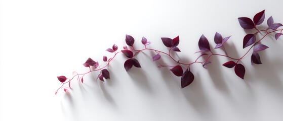 Minimalist Wandering Jew Plant with Trailing Vines on White Background