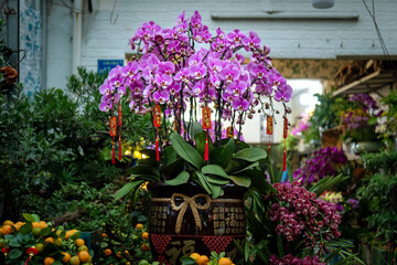 Magenta Phalaenopsis orchid, a popular decorative bonsai for Chinese New Year.