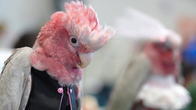 cockatoo Galah parrot on a branch parrot free flying bird .