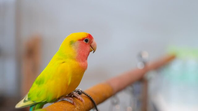 Agapornis roseicollis lovebird parrot cute pets
