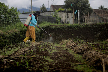 Middle-aged Asian female farmer carries a garden sprayer on her back while spraying crops in agricultural fields. Pest control, crop maintenance, farming work, and agriculture management concept
