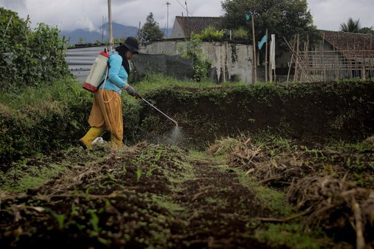 Middle-aged Asian female farmer carries a garden sprayer on her back while spraying crops in agricultural fields. Pest control, crop maintenance, farming work, and agriculture management concept
