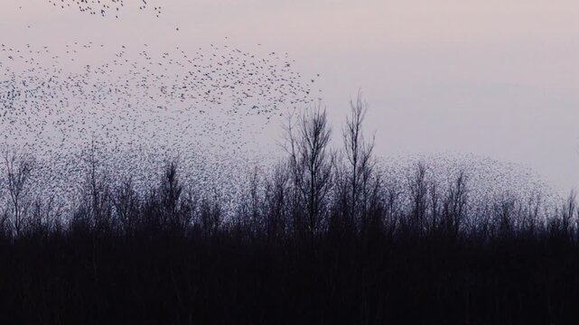 Incredible pulsating murmuration of migrating starlings in sky above trees