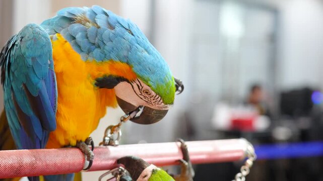 blue and gold macaw parrot free flying bird.