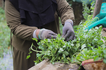 A happy middle-aged woman ties freshly harvested watercress with raffia rope, preparing it for sale or storage. Gardening, home-grown produce, and agricultural harvesting concept.