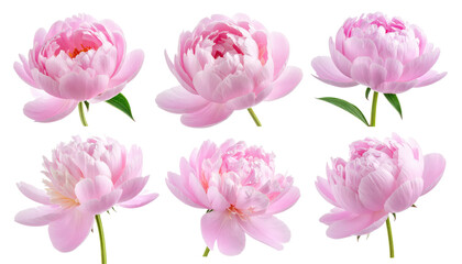 Obraz premium Six Pink Peony Flower Heads Isolated on Transparent Background for Springtime Designs Floral Arrangements and Botanical Illustrations Projects