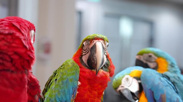 Harlequin Macaw Macaw (macaw hybrid) free flying parrot