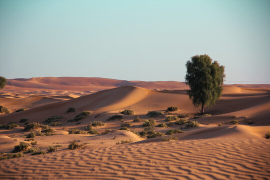 View of rolling dunes under a serene sky, punctuated by sparse greenery and lone trees, paint a tranquil desert scene, Dubai, Dubai, United Arab Emirates.
