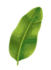 Obraz premium banana leaf, banana plant leaf, tropical banana leaf, large green leaf, exotic plant leaf, jungle foliage, tropical greenery, botanical leaf, lush green leaf, rainforest plant, banana tree foliage, na