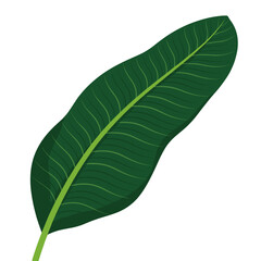 Obraz premium banana leaf, banana plant leaf, tropical banana leaf, large green leaf, exotic plant leaf, jungle foliage, tropical greenery, botanical leaf, lush green leaf, rainforest plant, banana tree foliage, na
