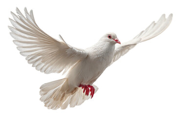 Obraz premium White dove in mid-flight, wings outstretched, against a dark background