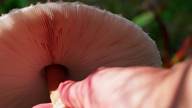 Fingers are visible holding and turning the stem of a parasol mushroom. The underside of the cap is shown in close-up, revealing the pinkish gills of the mushroom hymenium.