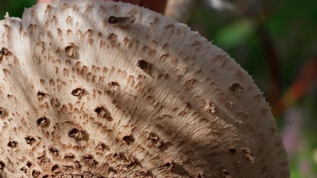 Close-up of a parasol mushroom cap in the frame. The upper side, facing the camera, is covered with scales and is being rotated in the frame.