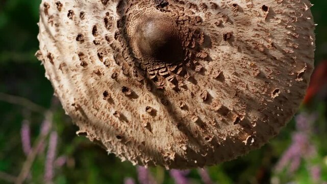 Close-up of a parasol mushroom cap in the frame. The upper side, facing the camera, is covered with scales and is being rotated in the frame.
