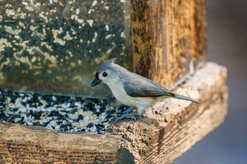 Tufted titmouse eating seeds from a bird feeder © Kari Post